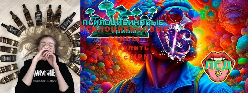 Псилоцибиновые грибы Cubensis  хочу   Почеп 